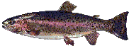 Rezepte